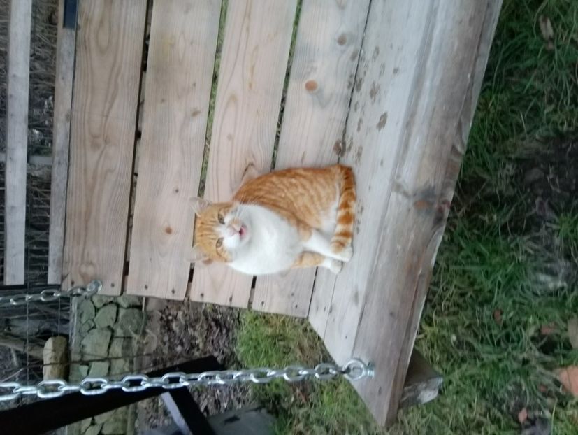  - Micile mele feline 2020