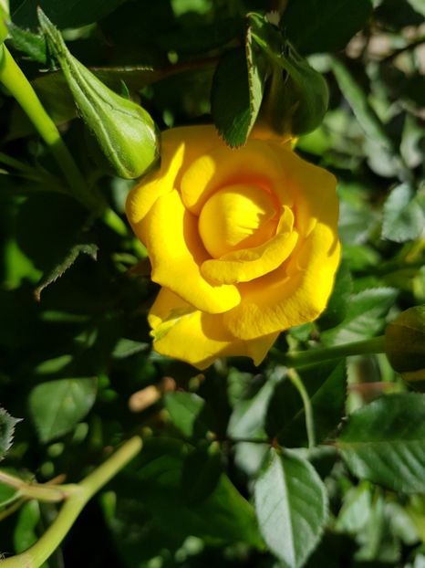 Mini 20 - Trandafiri 2020