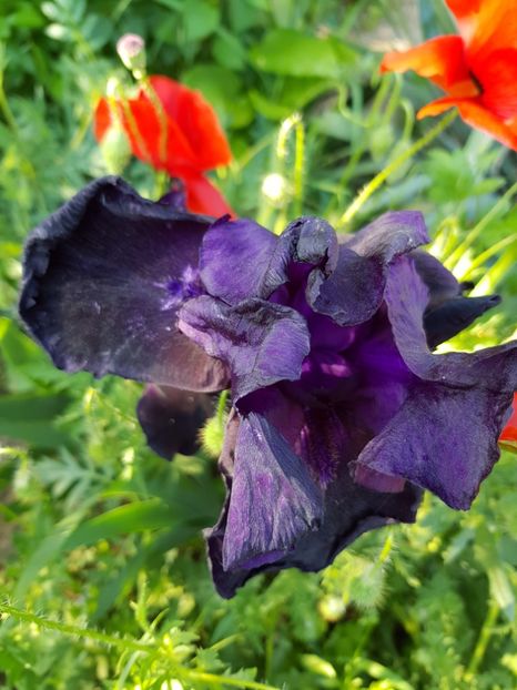 Black in black - Iriși 2020