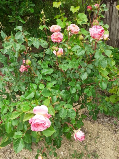  - Abraham Darby