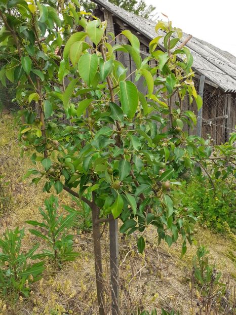  - Pomi de la nea Sorel