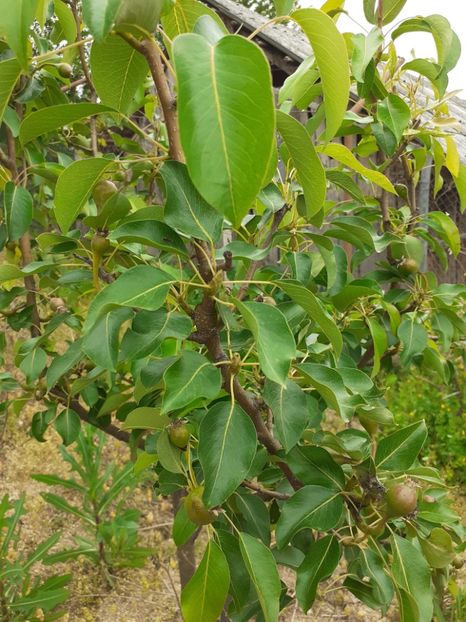  - Pomi de la nea Sorel