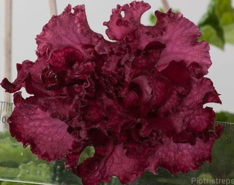 DS-Wieczność - Streptocarpusi 2020