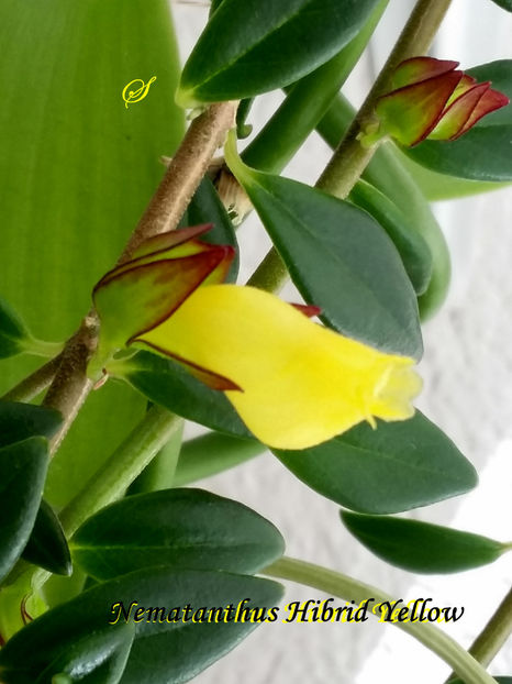 Nematanthus Hibrid Yellow(14-05-2020) - Gesneriaceae 2020