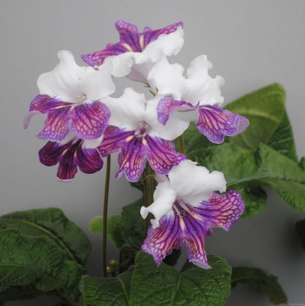 Trefl 7290 - Streptocarpusi 2020