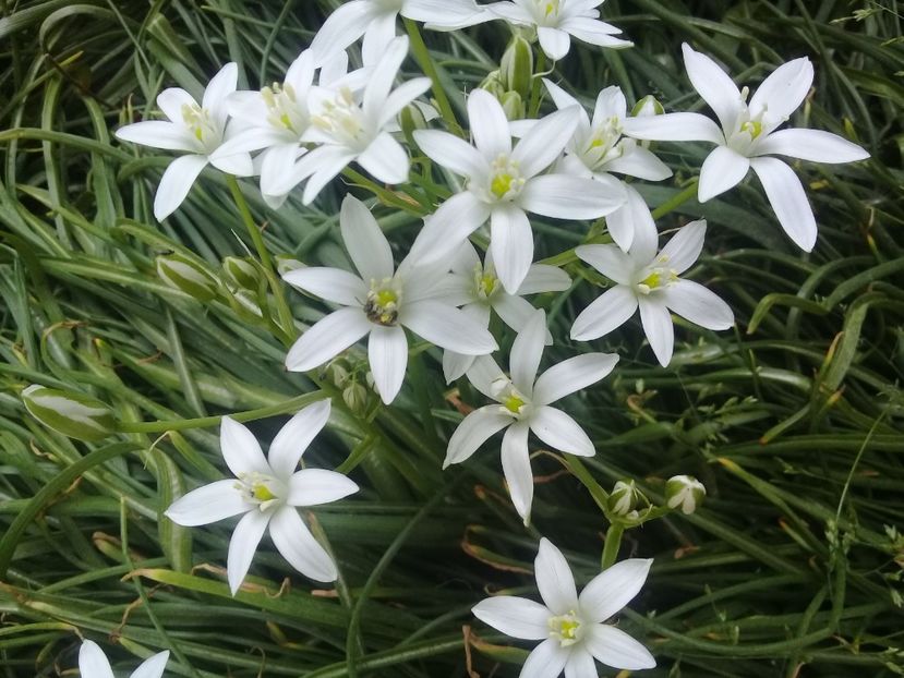  - Alte flori