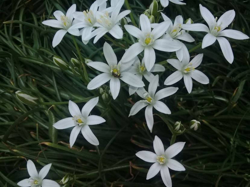  - Alte flori