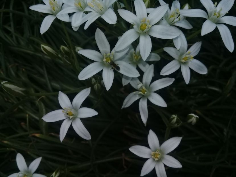  - Alte flori