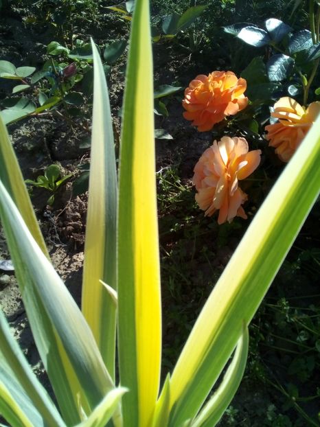  - Aureo Pallida Variegata