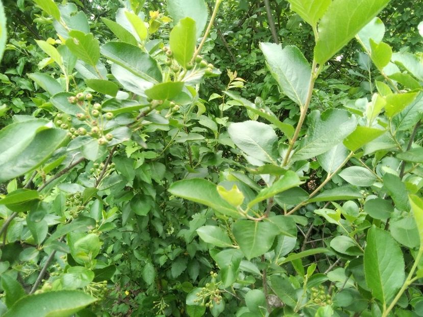 aronia - Gradina primăvara 2020