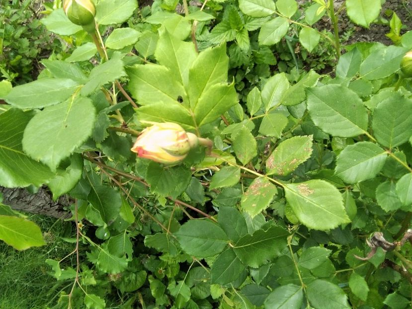  - Gradina primăvara 2020