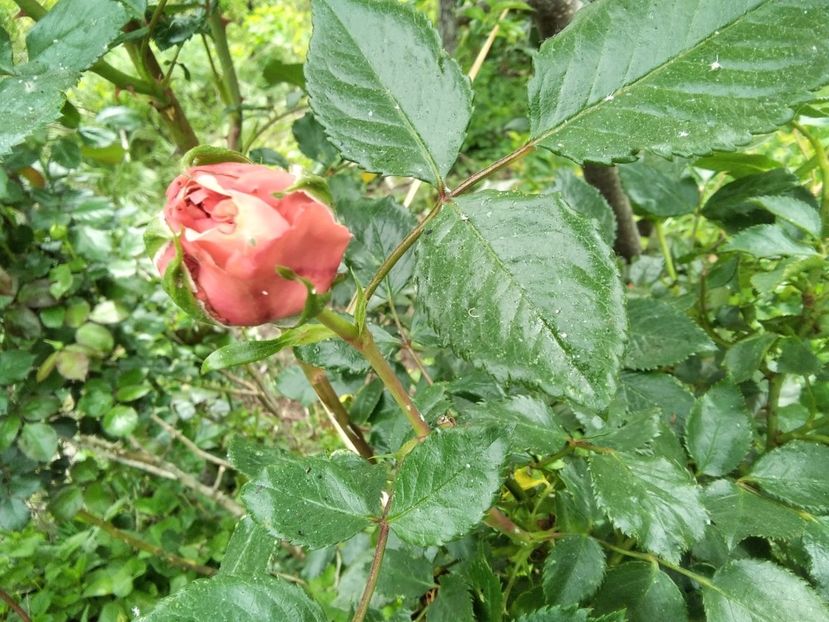  - Gradina primăvara 2020