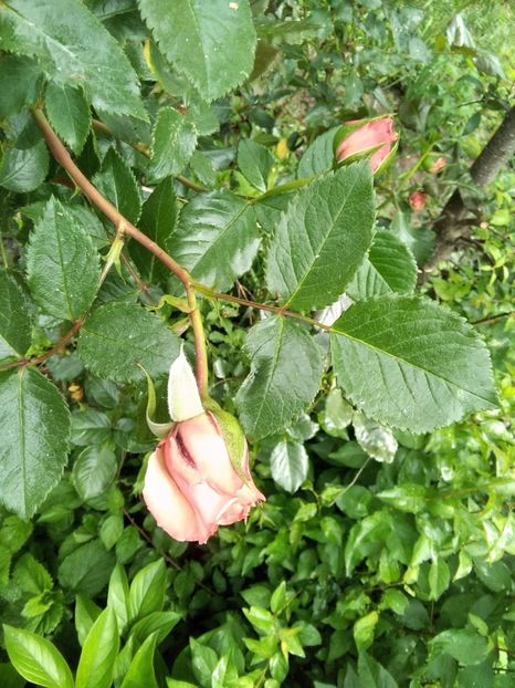  - Gradina primăvara 2020