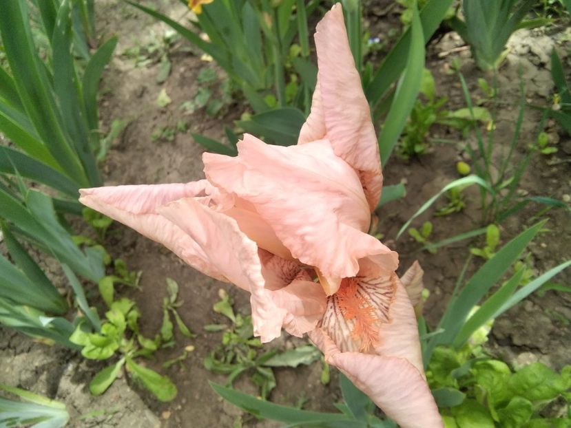 roz gofrat - Iris 2020