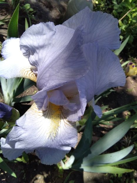 blue rhtym - Iris 2020