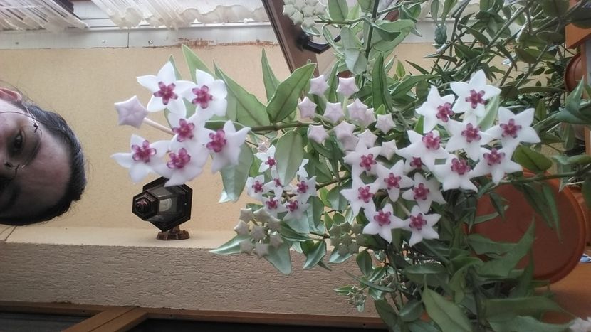 14.05.2020 - Hoya Bella