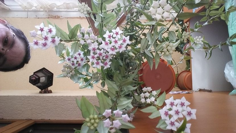 14.05.2020 - Hoya Bella