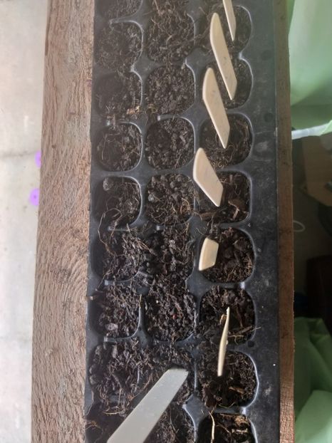  - Muscate seminte de colectie 2020