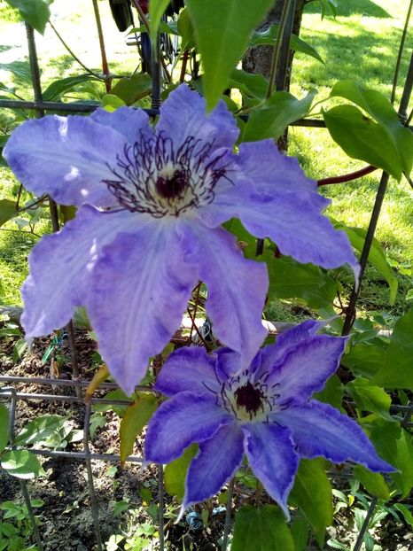 Daniel Deronda - Clematis