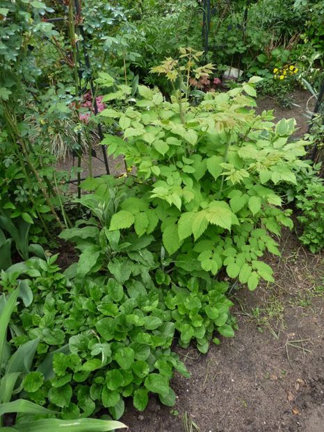  - 2020 - 01 - Primavara