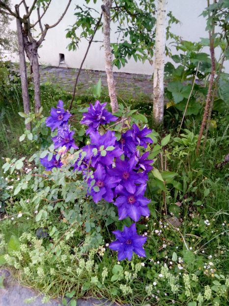 - Clematite și altele