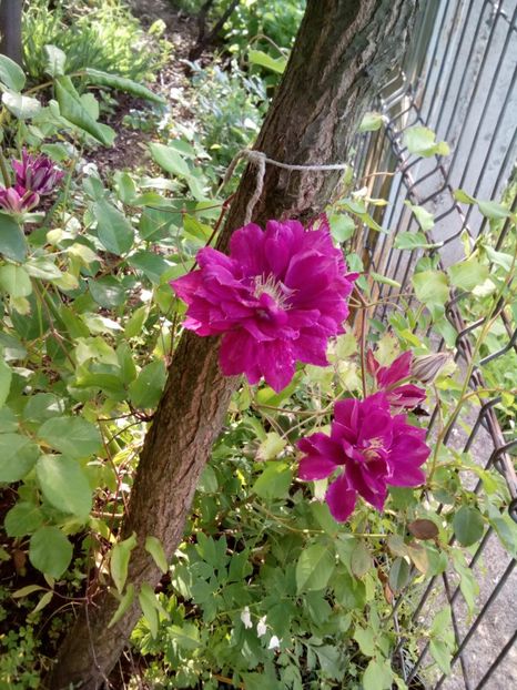 Red star - Clematite și altele