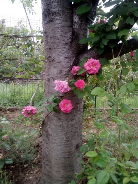  - Zephirine drouhin