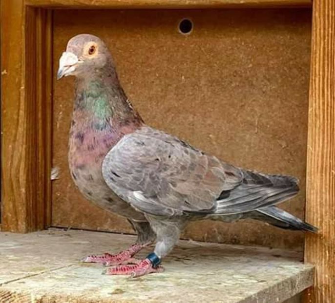  - NU AMI APARTIN 2020