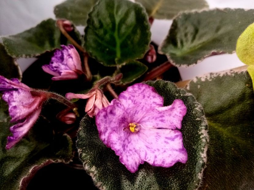  - Buckeye Evermore Freckles-yyy