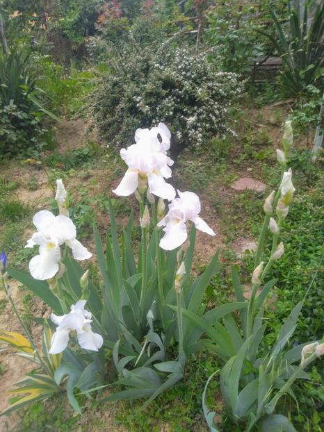  - Gradina mai 2020