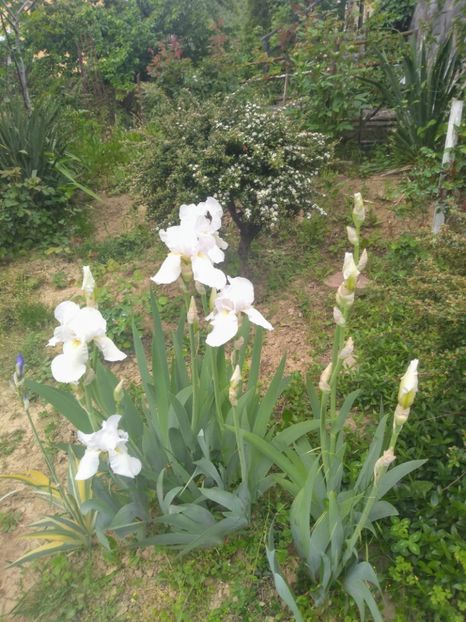  - Gradina mai 2020