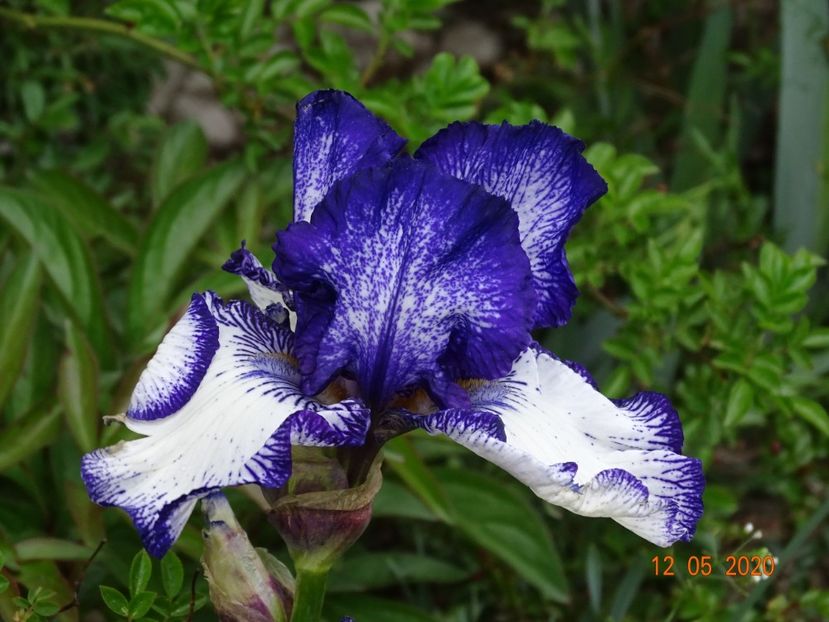 Art Deco - Irisi si bujori 2020