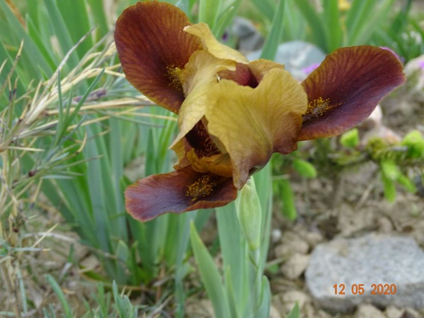 Little Chestnut - Irisi si bujori 2020