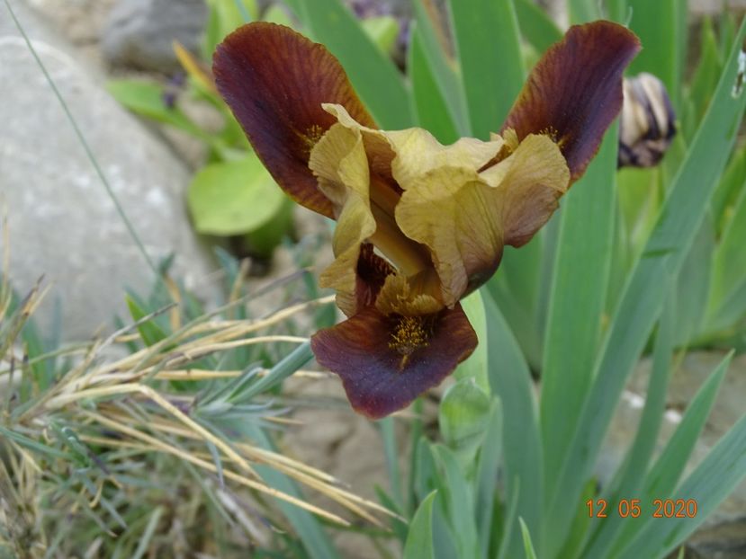 Little Chestnut - Irisi si bujori 2020