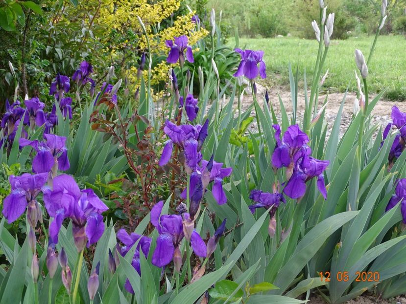 germanica - Irisi si bujori 2020