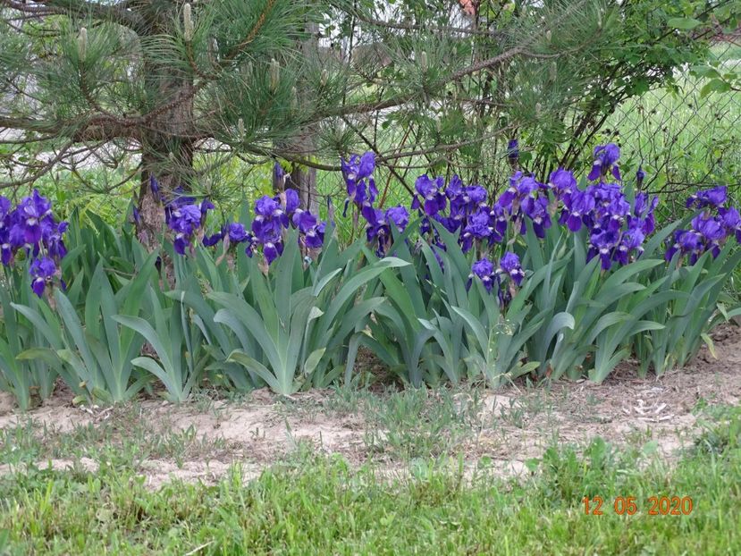 germanica - Irisi si bujori 2020