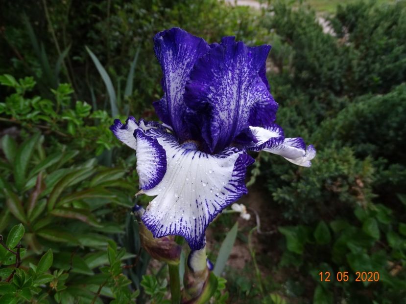 Art Deco - Irisi si bujori 2020