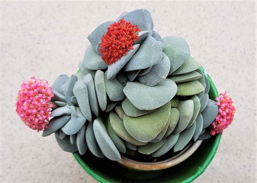 Crassula ‘Morgan’s Beauty’ - Cactusi si suculente