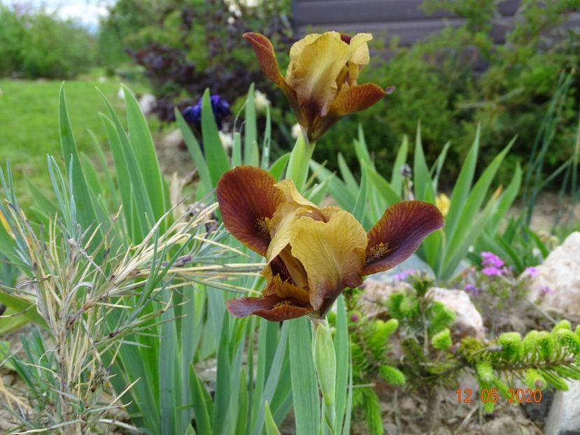 iris pumila Little Chestnut - Stancarie 2020 - inceputuri