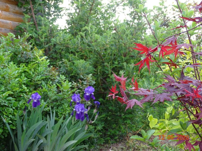 irisi germanica - Dobarland 2020 2