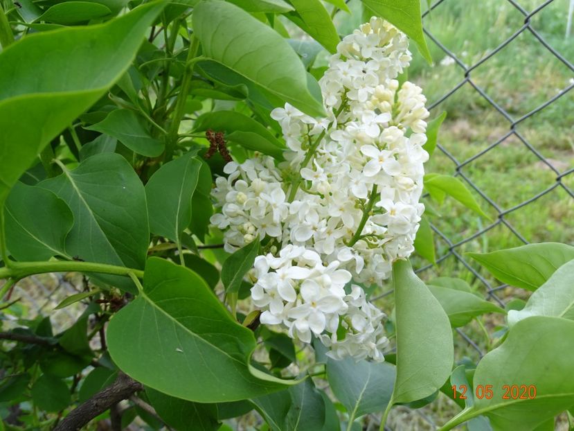 syringa Primrose - Dobarland 2020 2
