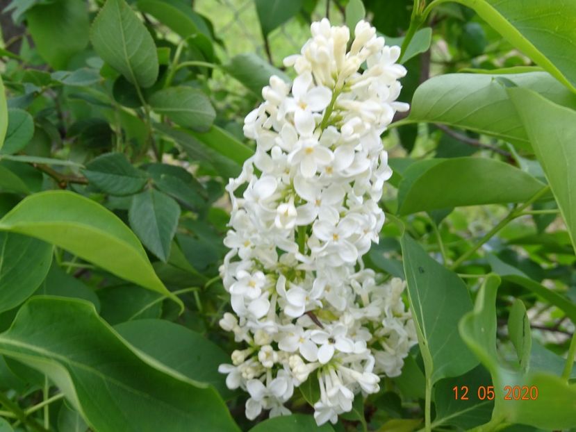 syringa Primrose - Dobarland 2020 2