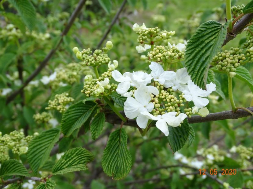 viburnum tomentosum - Dobarland 2020 2