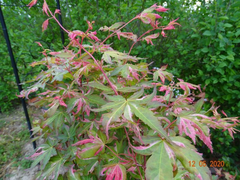 acer palm. Asahi-zuru - Dobarland 2020 2