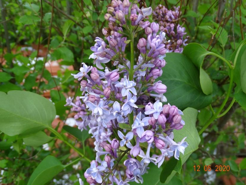 syringa Carpe Diem - Dobarland 2020 2