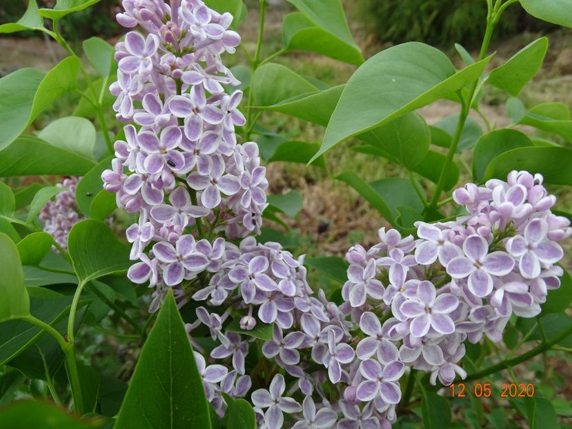 syringa Lila Wonder - Dobarland 2020 2