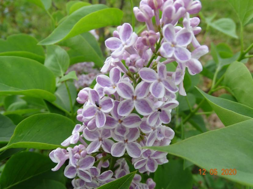 syringa Lila Wonder - Dobarland 2020 2