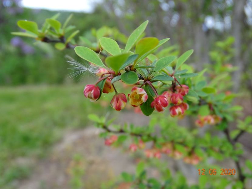 berberis Natasza - Dobarland 2020 2