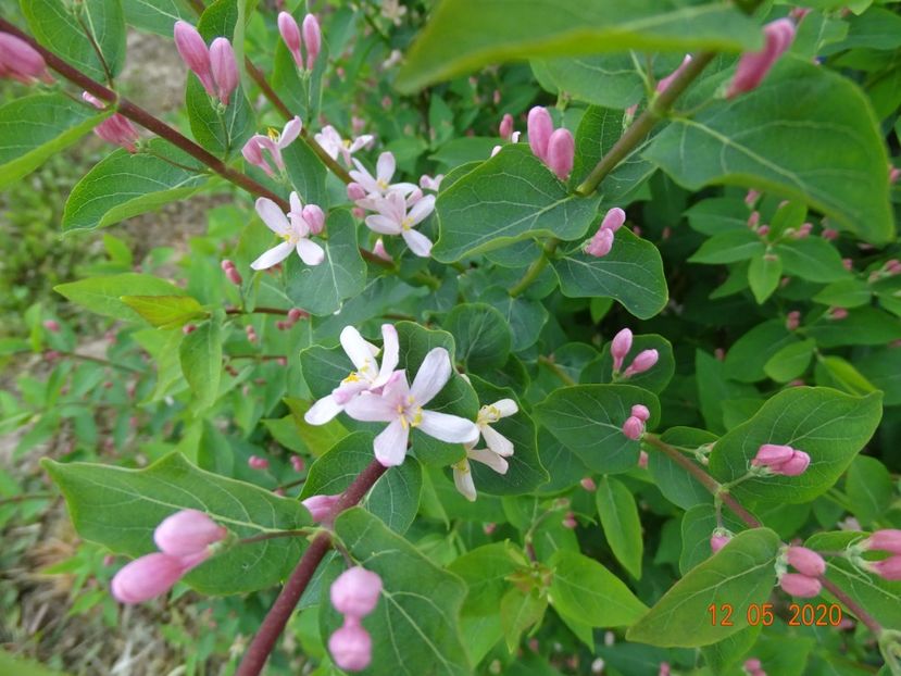 lonicera tatarica - Dobarland 2020 2