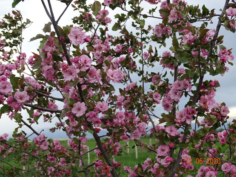 malus Brandywine - Dobarland 2020 2
